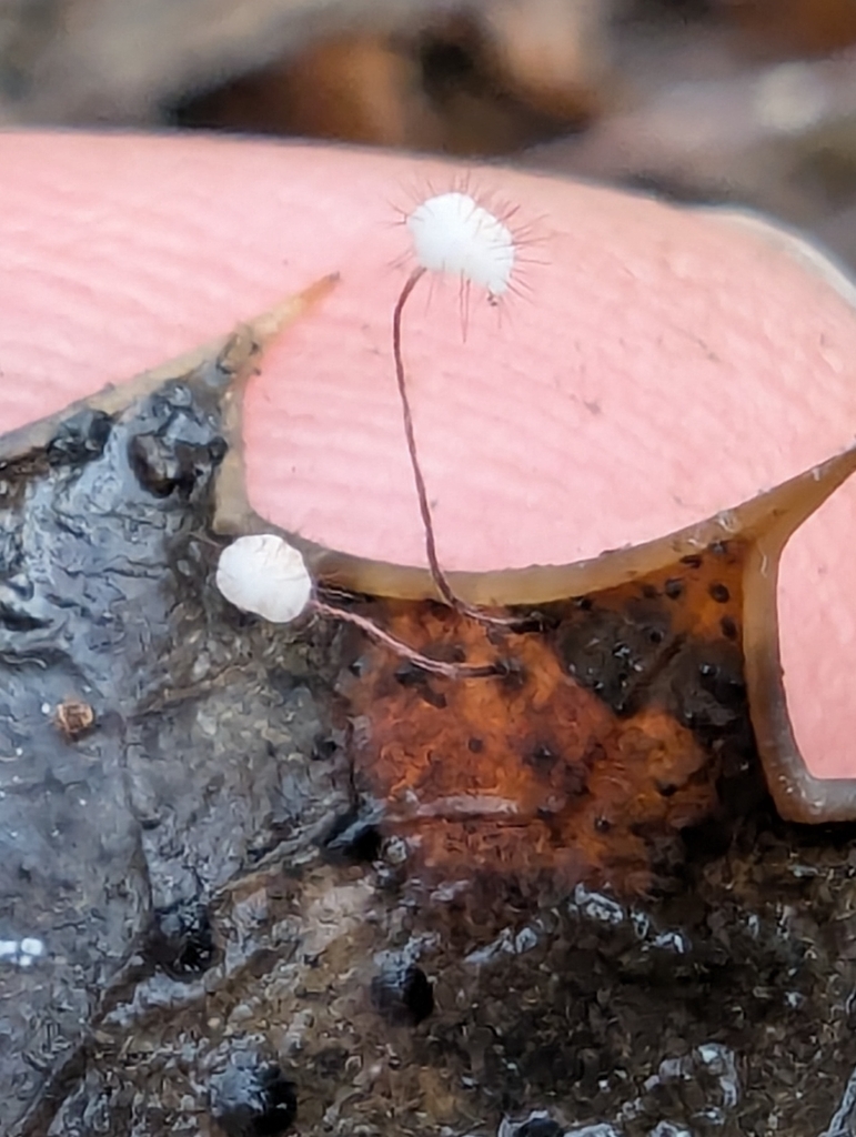 Marasmius hudsonii · November 2025 · photo: © pilmar (iNaturalist, cc0)