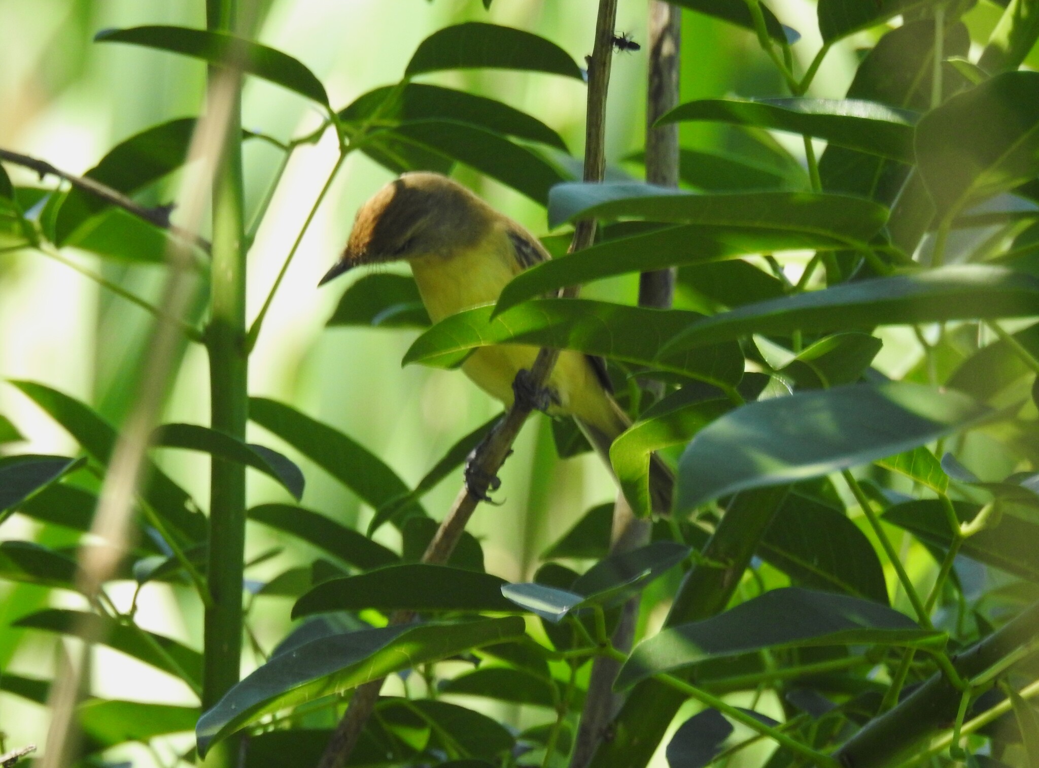 Dinelli's Doradito (Pseudocolopteryx dinelliana), photo 7