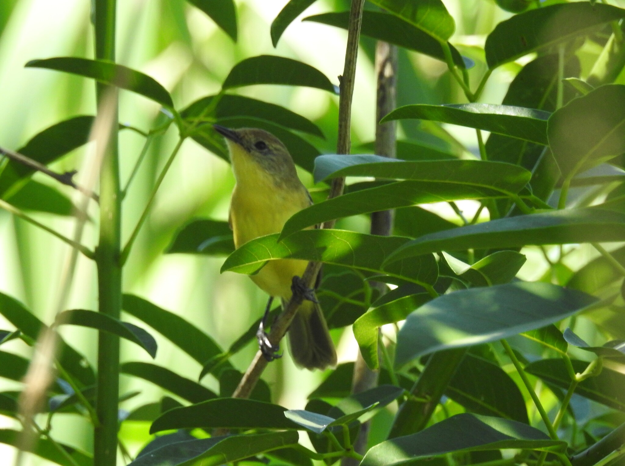 Dinelli's Doradito (Pseudocolopteryx dinelliana), photo 9