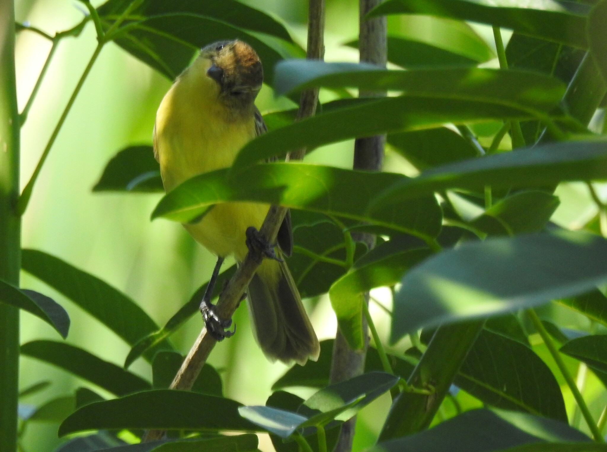Dinelli's Doradito (Pseudocolopteryx dinelliana), photo 10