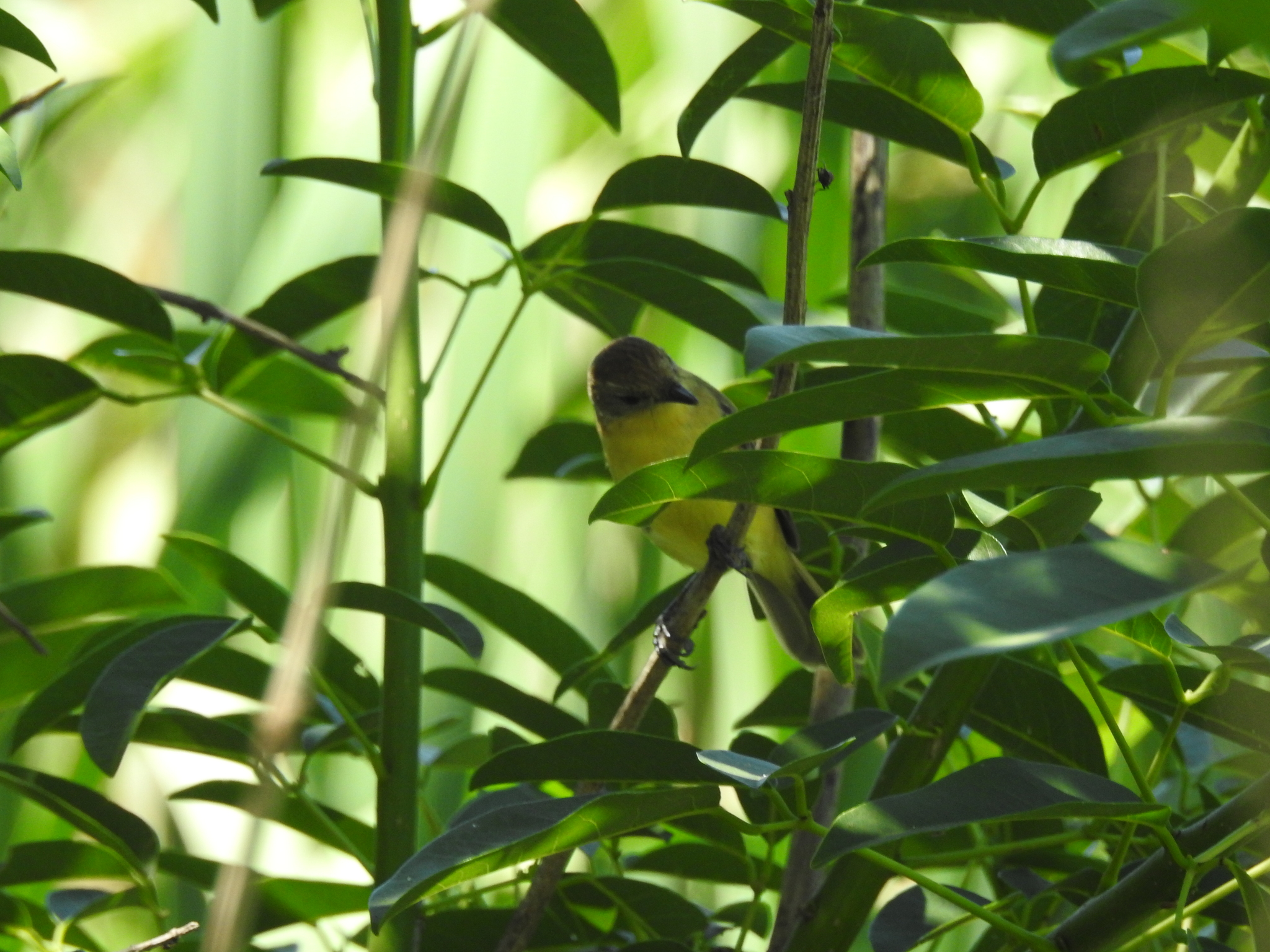 Dinelli's Doradito (Pseudocolopteryx dinelliana), photo 8
