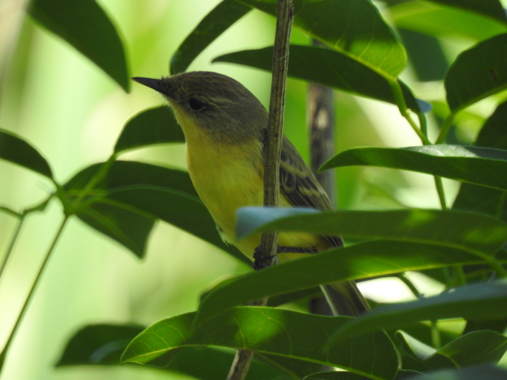 Dinelli's Doradito (Pseudocolopteryx dinelliana), photo 5