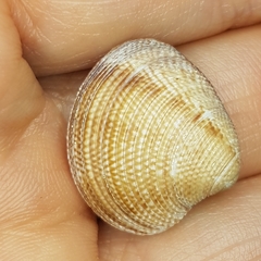Chamelea striatula