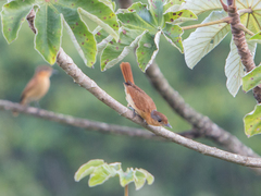 Pachyramphus castaneus