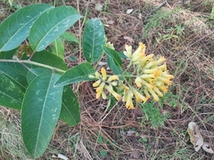 Cestrum thyrsoideum