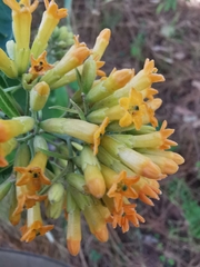 Cestrum thyrsoideum