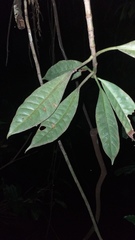 Chrysochlamys membranacea