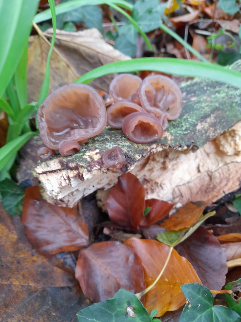 Auricularia auricula-judae · November 2025 · photo: © considerthelilies (iNaturalist, cc-by)