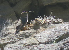 Oreotrochilus estella