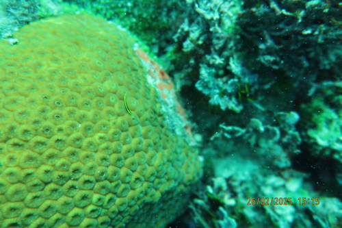 Barber goby (Elacatinus figaro) — Gobiidae