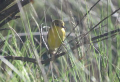 Pseudocolopteryx acutipennis