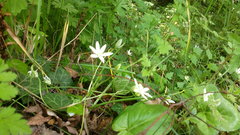 Ornithogalum woronowii