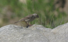 Catamenia