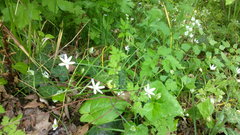 Ornithogalum woronowii