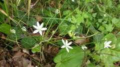 Ornithogalum woronowii