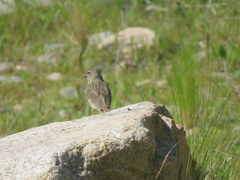 Catamenia