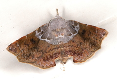 Esthlodora versicolor