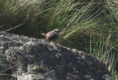 Scytalopus superciliaris