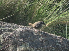 Scytalopus superciliaris