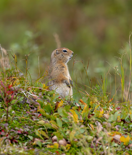 Arctic Ground Squirrel