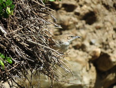 Phacellodomus striaticeps