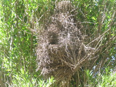 Phacellodomus striaticeps