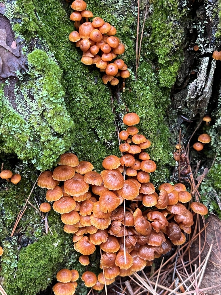 Xeromphalina campanella · November 2025 · photo: © loganstecker (iNaturalist, cc0)