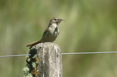 Phacellodomus striaticeps
