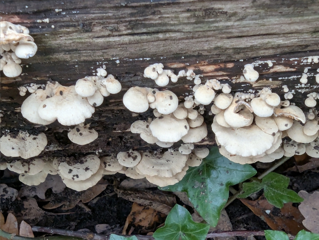 Panellus stipticus · November 2025 · photo: © pilmar (iNaturalist, cc0)