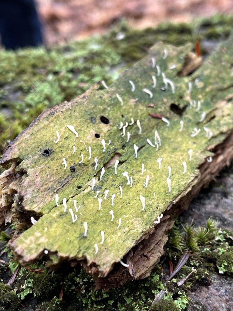 Multiclavula mucida · November 2025 · photo: © loganstecker (iNaturalist, cc0)
