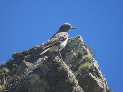 Muscisaxicola cinereus
