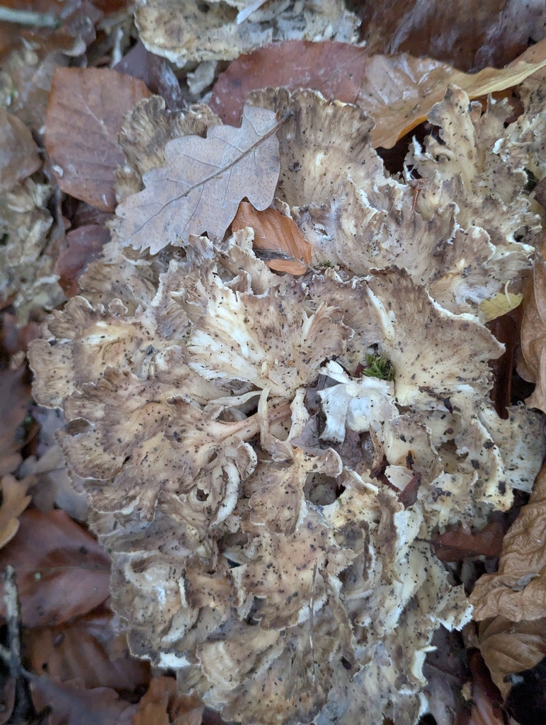 Grifola frondosa · November 2025 · photo: © pilmar (iNaturalist, cc0)