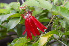 Coccinea