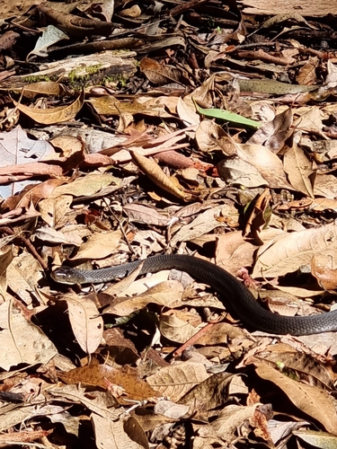 Rough-scaled Snake sighting