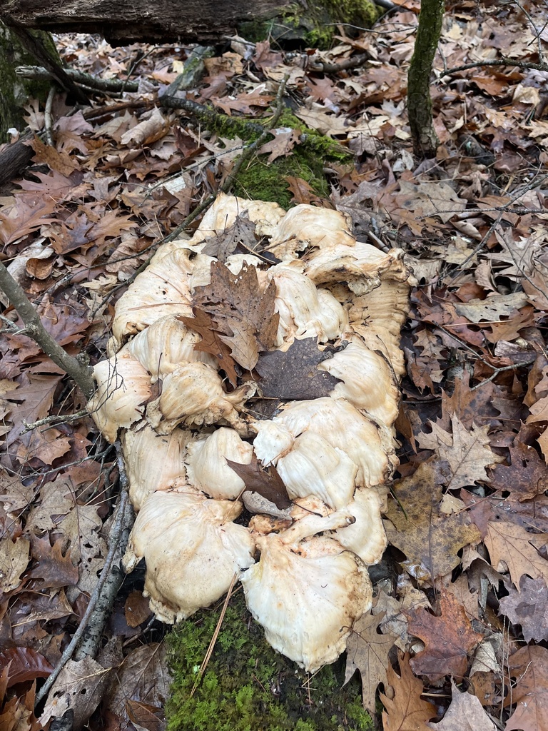 Laetiporus sulphureus · November 2025 · photo: © loganstecker (iNaturalist, cc0)