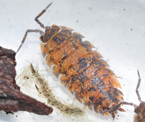 Common Rough Woodlouse, photo 6 of 10
