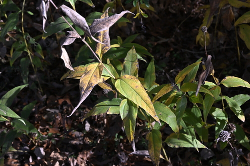 stiff-hair sunflower (Helianthus hirsutus)