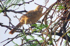 Pseudoseisura gutturalis