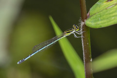 Agriocnemis nana