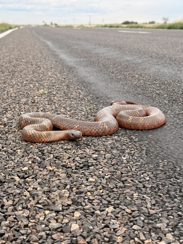 Collett's Black Snake sighting