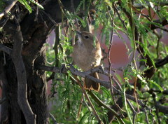 Pseudoseisura gutturalis