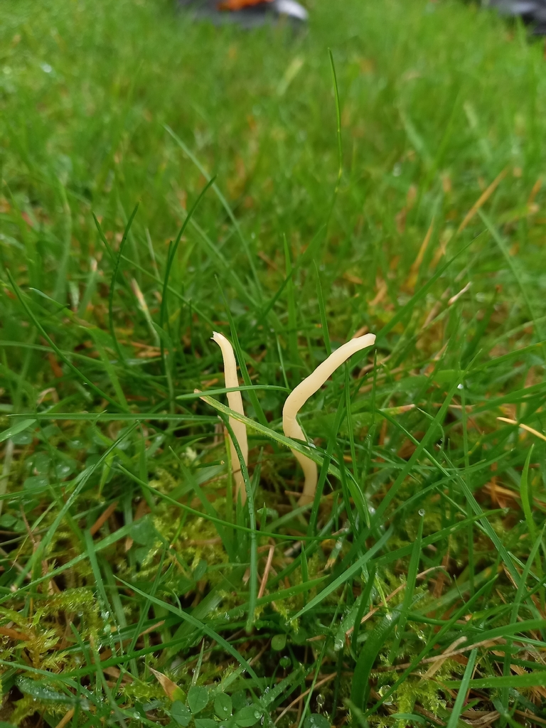 Clavaria flavipes