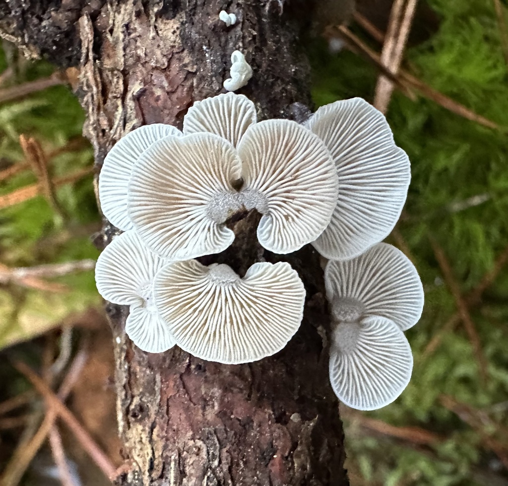 Panellus mitis · November 2025 · photo: © katrin_simon (iNaturalist, cc-by)