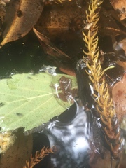 Ranoidea phyllochroa