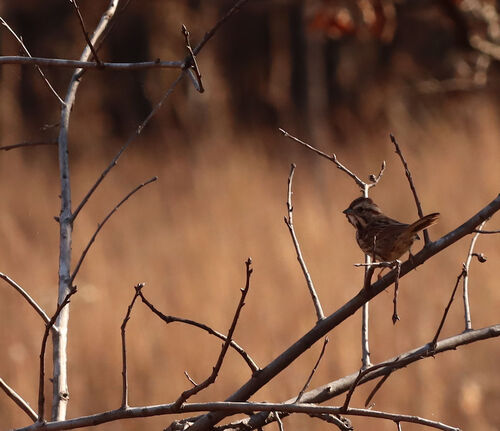 Song Sparrow photographed in Arkansas