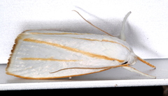 Cryptophasa flavolineata