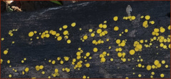 Calycina claroflava