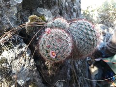 Mammillaria jaliscana jaliscana
