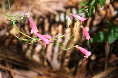 Penstemon imberbis