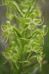Habenaria jaliscana